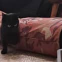 Photo of Shadow