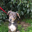 Photo of Frankie