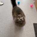 Photo of Finnigan