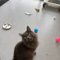 Photo of Finnigan
