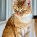 Photo of Cooper