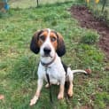 Photo of Scout