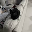 Photo of Rosie 9 Year Old Domestic Short Hair