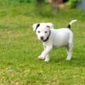 Photo of Snowy 8 Week Old Staffy X Cattle Dog (Trial)
