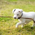 Photo of Snowy 8 Week Old Staffy X Cattle Dog (Trial)