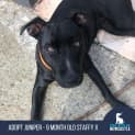 Photo of Juniper 9 Month Old Staffy X (Trial)