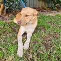 Photo of Chase