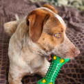 Photo of Chauncey