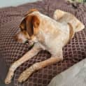 Photo of Chauncey