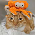 Photo of Apricot