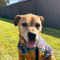 Photo of Sniper 10 Year Old Black Mouth Cur X Staffy