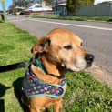 Photo of Sniper 10 Year Old Black Mouth Cur X Staffy
