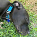Photo of Rocky 1 Year Old Staffy X