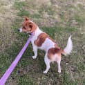 Photo of Honey   3 Year Old Jack Russell X Foxy (Trial)