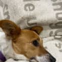 Photo of Honey   3 Year Old Jack Russell X Foxy (Trial)