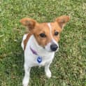 Photo of Honey   3 Year Old Jack Russell X Foxy (Trial)