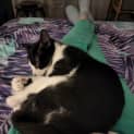 Photo of Smudge