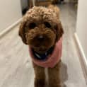 Photo of Lola   15 Month Old Cavoodle (Trial)