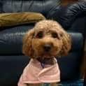 Photo of Lola   15 Month Old Cavoodle (Trial)