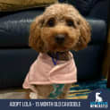 Photo of Lola   15 Month Old Cavoodle (Trial)