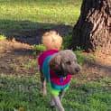 Photo of Lola   15 Month Old Cavoodle (Trial)