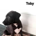 Photo of Toby