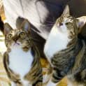 Photo of Tom Paw