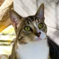 Photo of Tom Paw