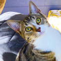 Photo of Tom Paw