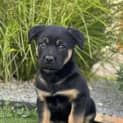 Photo of Rajah 