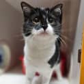 Photo of Poppet