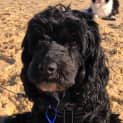 Photo of Darcy   4 Year Old Cavoodle (Trial)