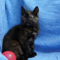 Photo of Poppy