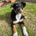 Photo of Penny