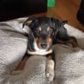 Photo of Penny