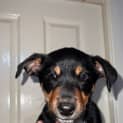 Photo of Penny