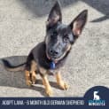 Photo of Lana   6 Month Old German Shepherd