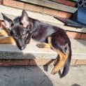 Photo of Lana   6 Month Old German Shepherd