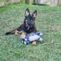 Photo of Lana   6 Month Old German Shepherd