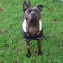 Photo of Gypsy