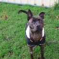 Photo of Gypsy