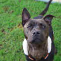 Photo of Gypsy