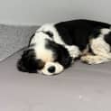 Photo of Apollo