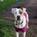 Photo of Petey