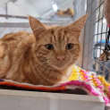 Photo of Cooper