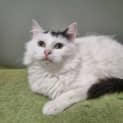 Photo of Hansel