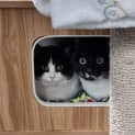 Photo of Elliot