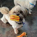 Photo of Penny 16 Month Old Shih Tzu