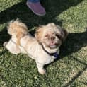 Photo of Penny 16 Month Old Shih Tzu