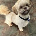 Photo of Penny 16 Month Old Shih Tzu